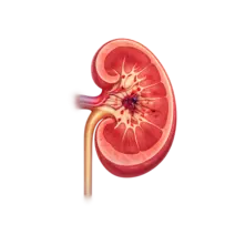 kidney injury grading calculator for renal trauma using aast guidelines 2