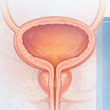 Urinary bladder volume calculator and report generator