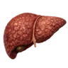 MELD 3.0 calculator icon representing liver disease severity scoring