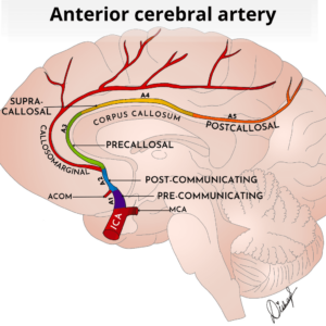 Illustration shows various segments of the anterior cerebral artery and their relation to the corpus callosum.